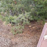 Review photo of Juniper Family Campground — Bandelier National Monument by Jean C., June 1, 2020