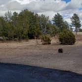 Review photo of Juniper Family Campground — Bandelier National Monument by Jean C., June 1, 2020