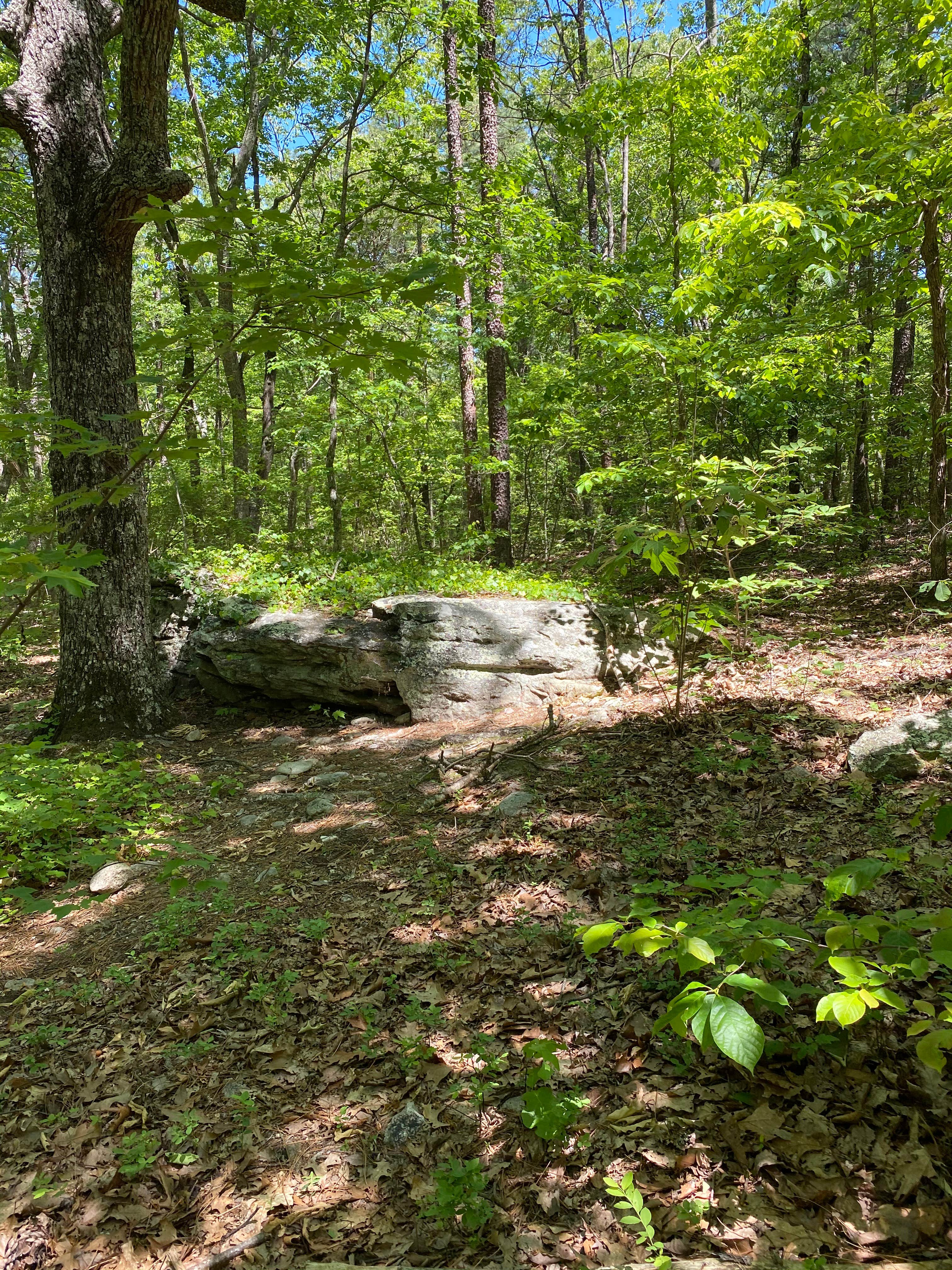 Camping near Cave Creek Trail Backcountry Campground: Chinnabee Silent Trail Backcountry Site 1, Lineville, Alabama