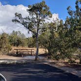 Review photo of Juniper Family Campground — Bandelier National Monument by Jean C., June 1, 2020