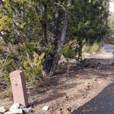 Review photo of Juniper Family Campground — Bandelier National Monument by Jean C., June 1, 2020