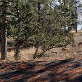 Review photo of Juniper Family Campground — Bandelier National Monument by Jean C., June 1, 2020