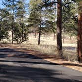 Review photo of Juniper Family Campground — Bandelier National Monument by Jean C., June 1, 2020