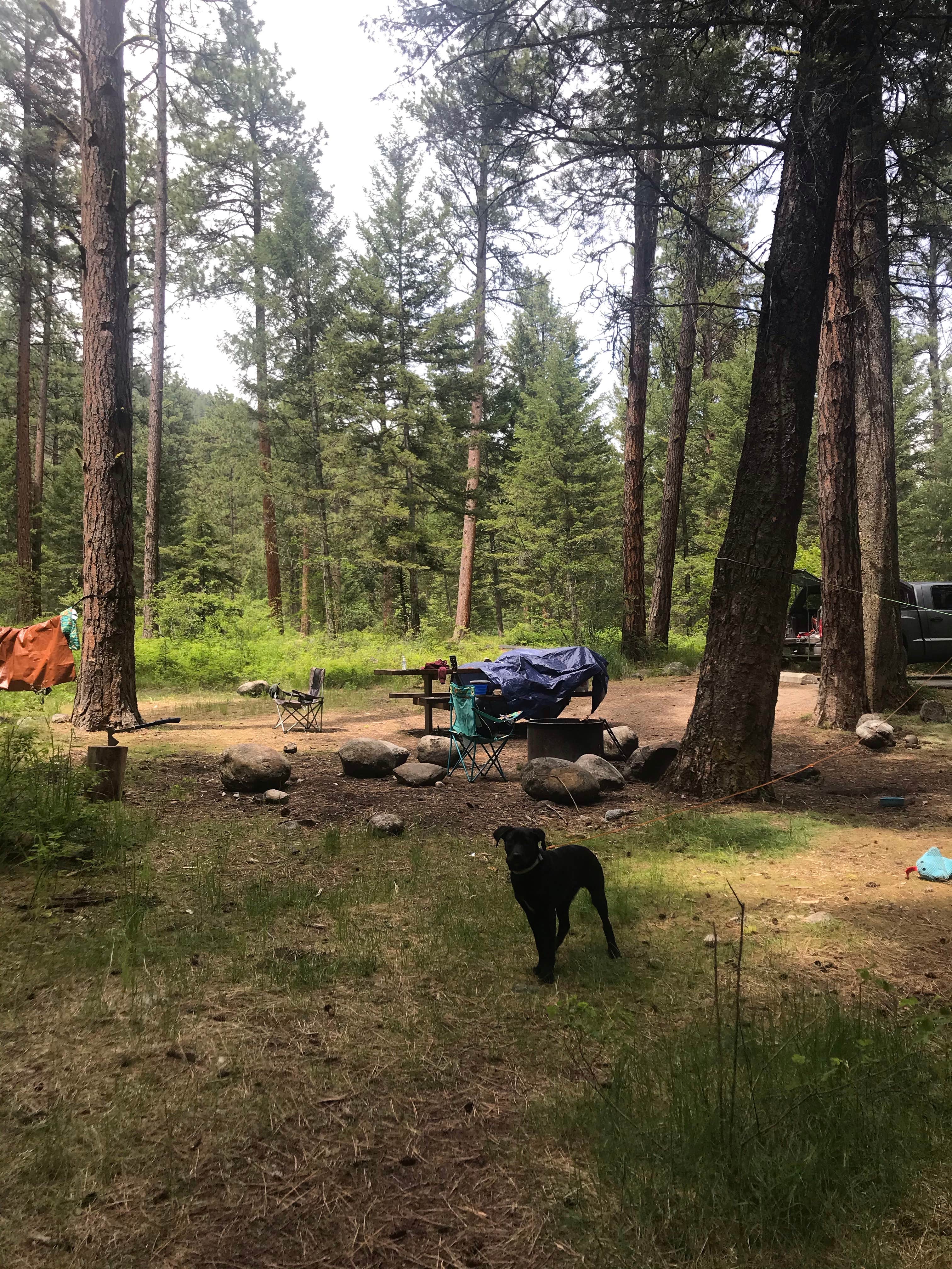 Camper-submitted photo at Charles Waters Campground near Lolo, MT