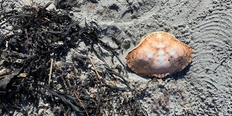 Camper submitted image from East Beach State Campground