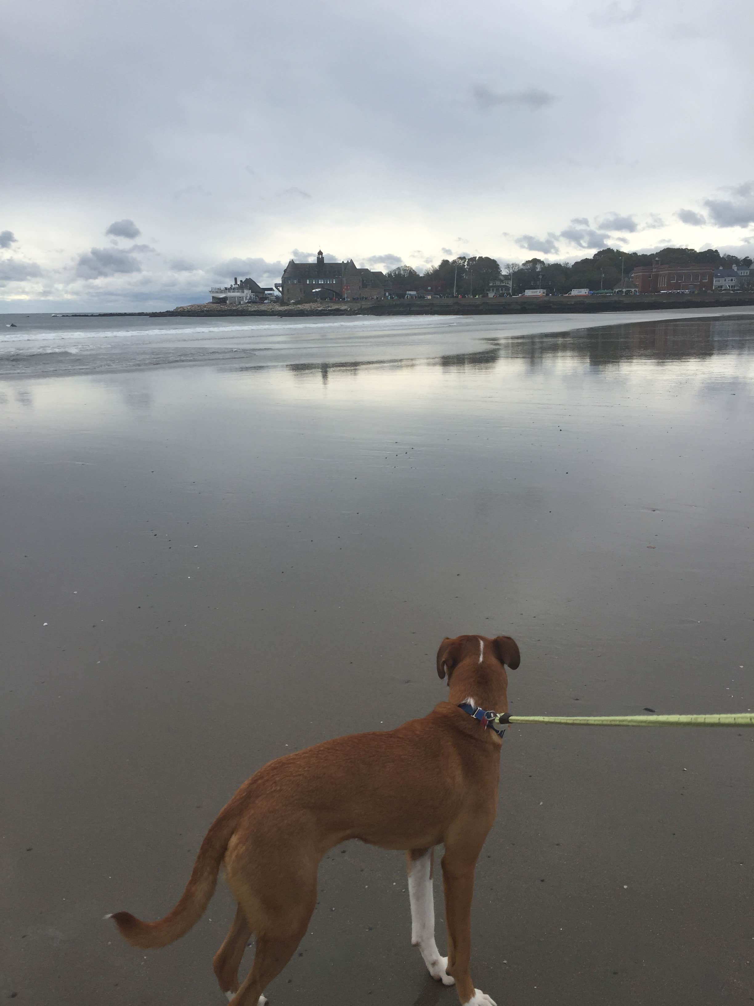 Lyssa M.'s photo of camping with pets at Fishermens Memorial State Park Campground near Hope Valley, RI