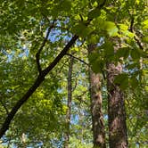 Review photo of Cheaha Falls Private Backcountry Campsite by Asher K., June 1, 2020