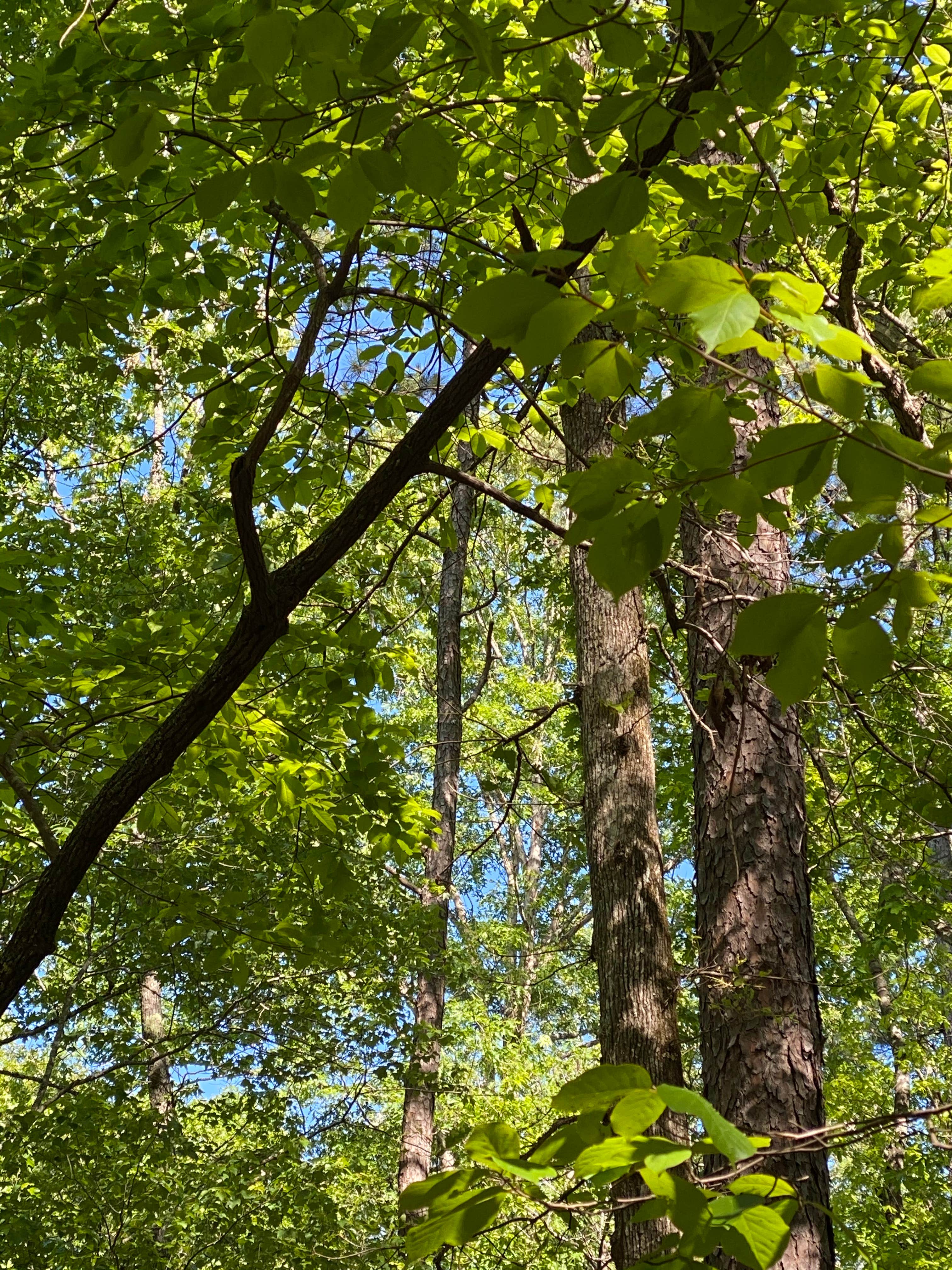 Camper submitted image from Cheaha Falls Private Backcountry Campsite - 2