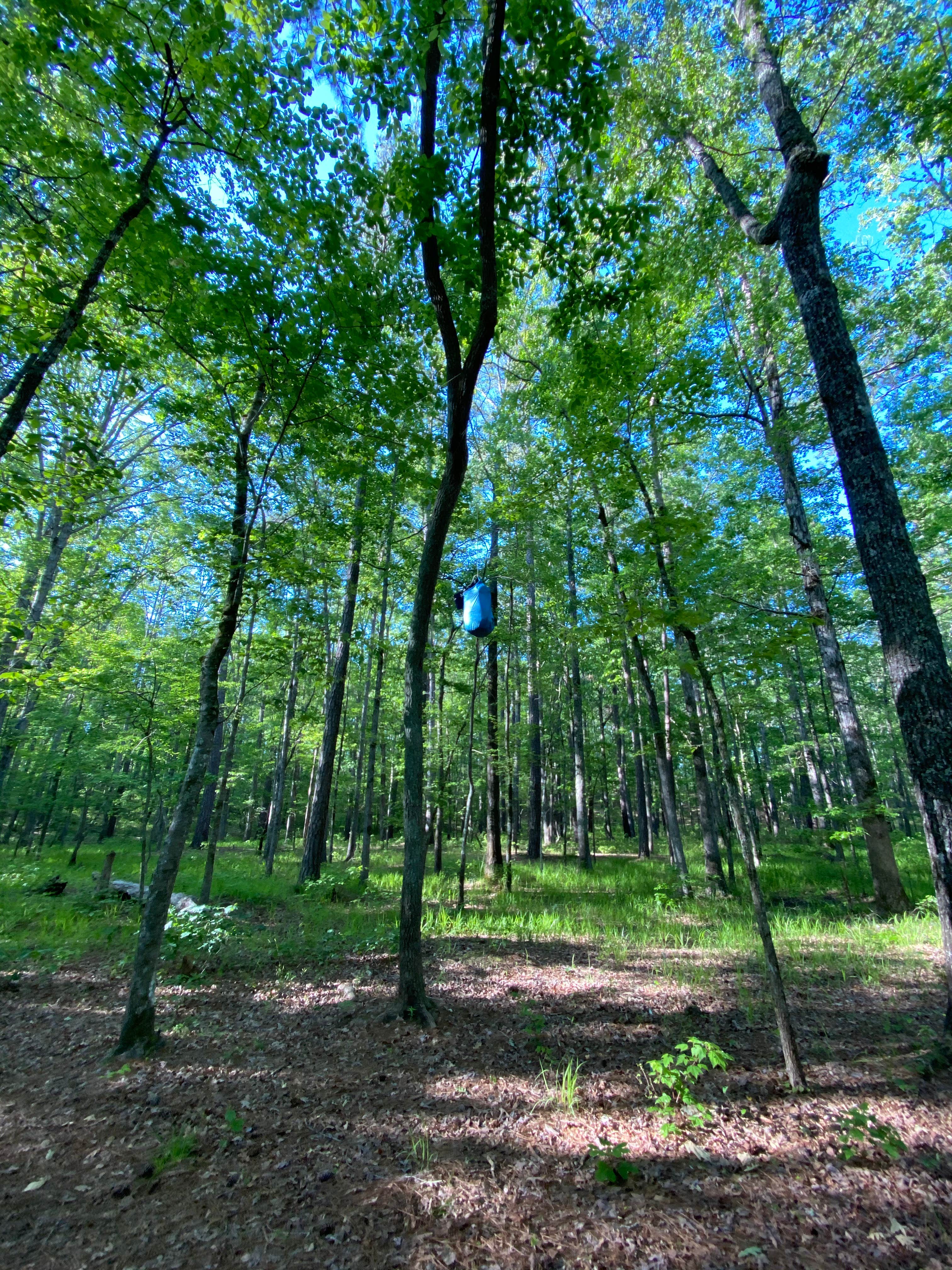 Camper submitted image from Cheaha Falls Private Backcountry Campsite - 3