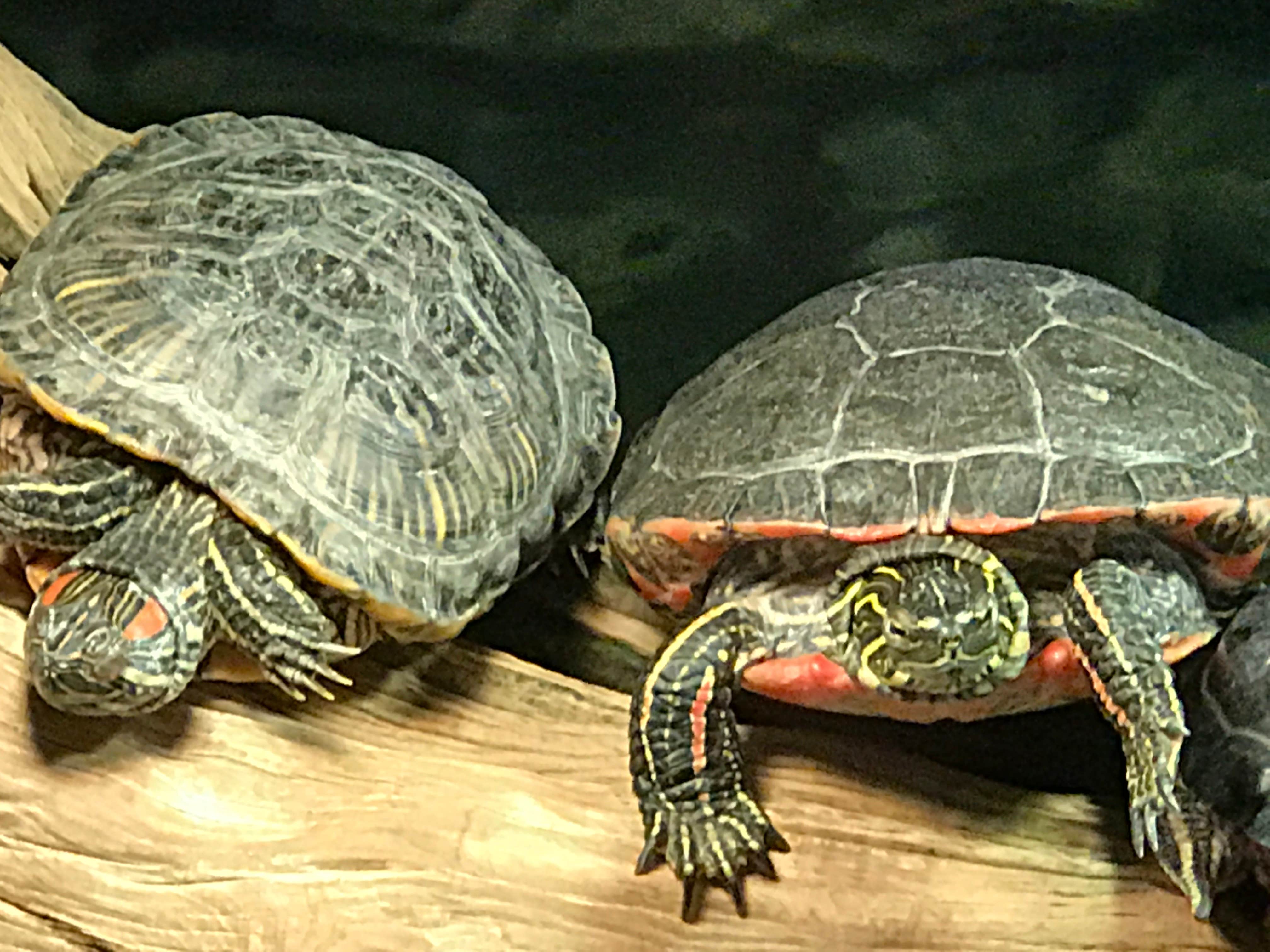 Camper-submitted photo at Springfield - Route 66 KOA near Ash Grove, MO