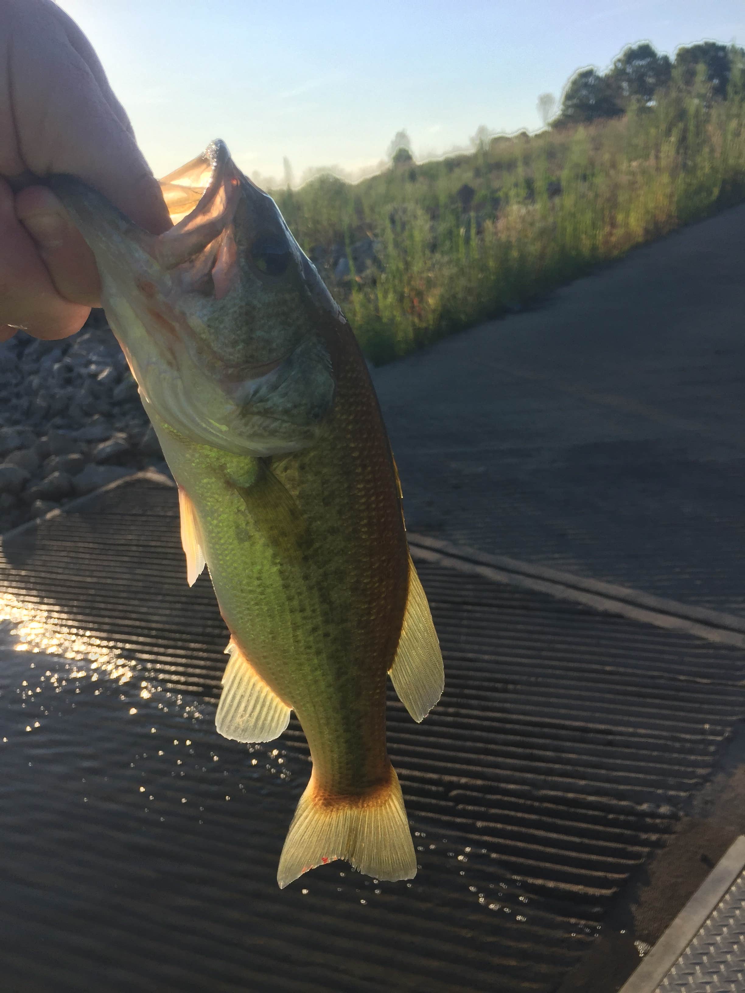 Camper-submitted photo at Honey Creek Resort near Drakesville, IA