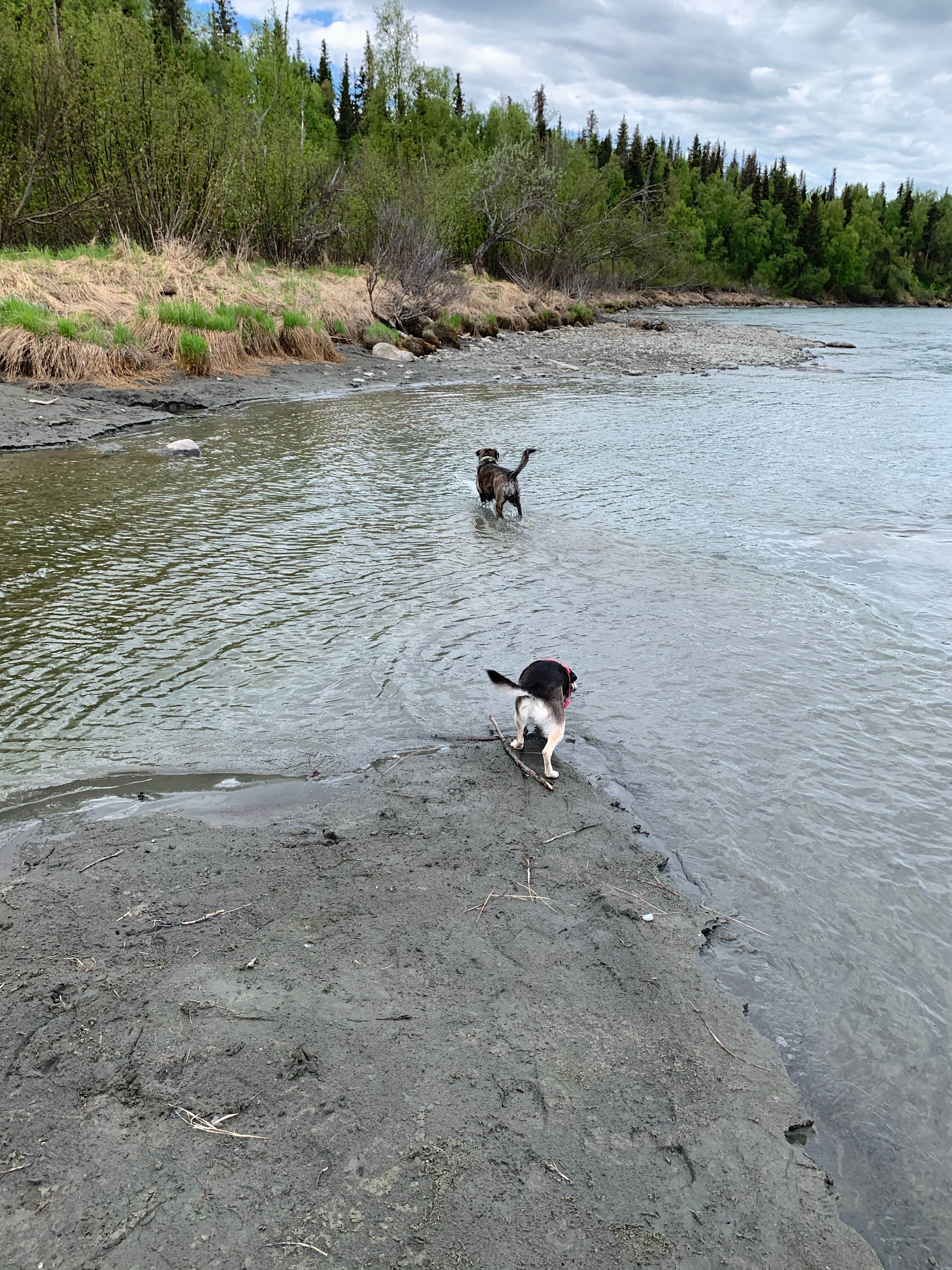 Tanya B.'s photo of camping with pets at Centennial Park & Campground near Kenai, AK