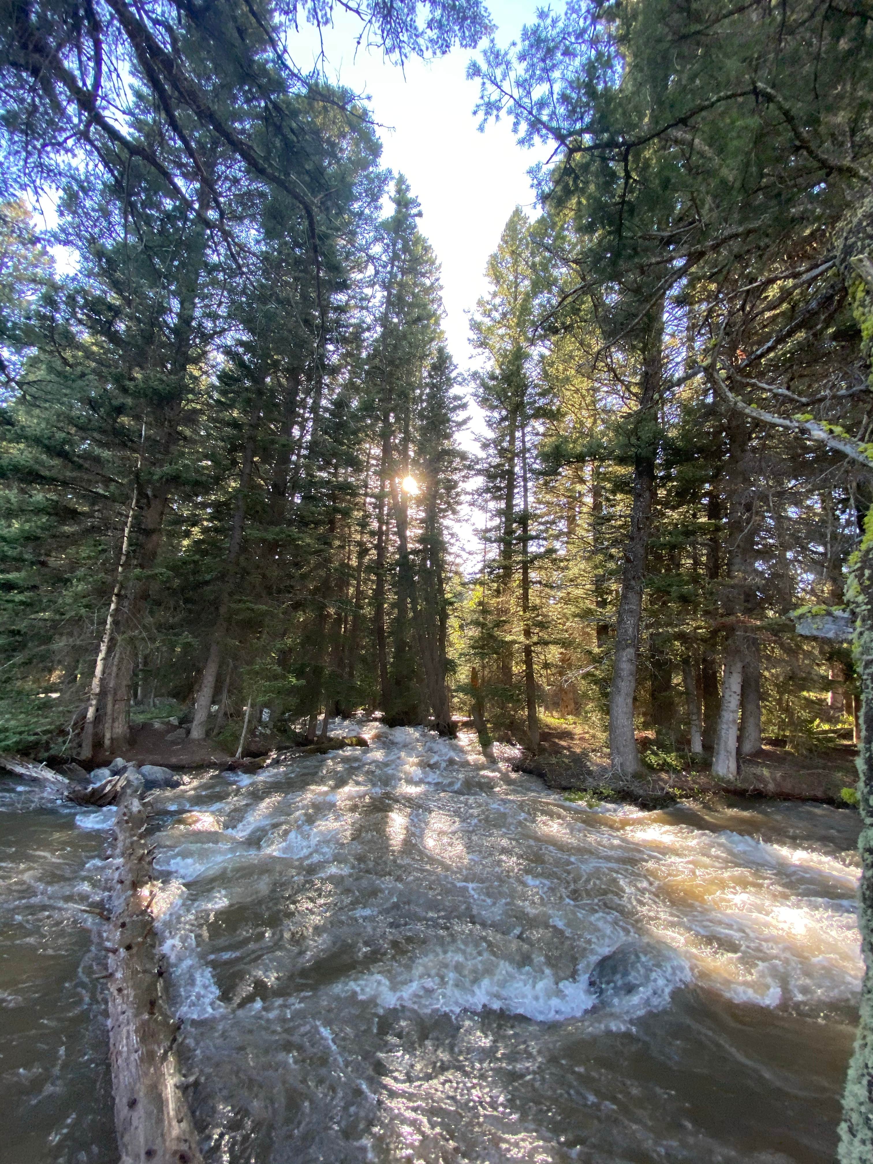 Camper submitted image from Targhee Creek - 4