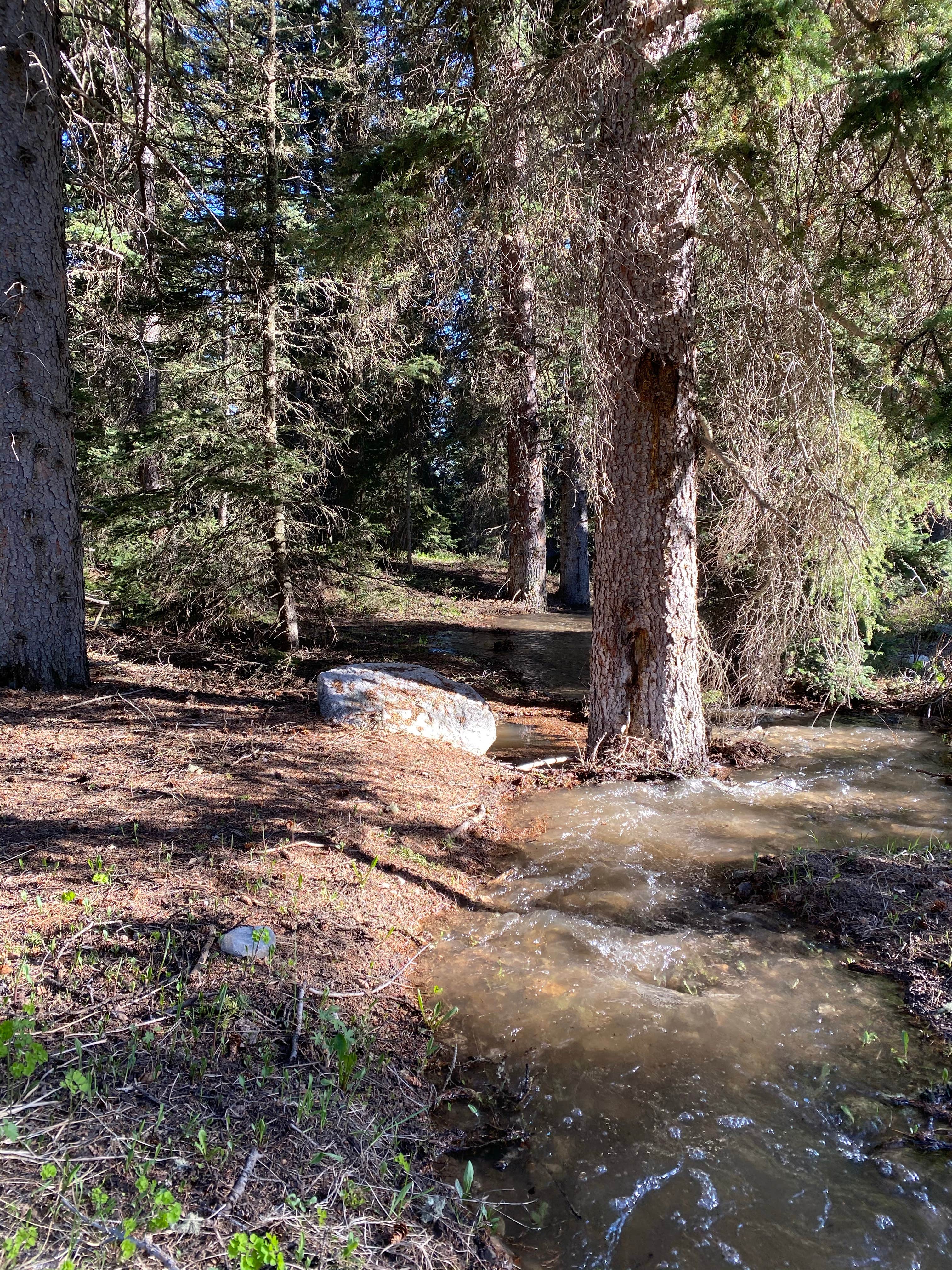 Camper-submitted photo at Targhee Creek near Island Park, ID