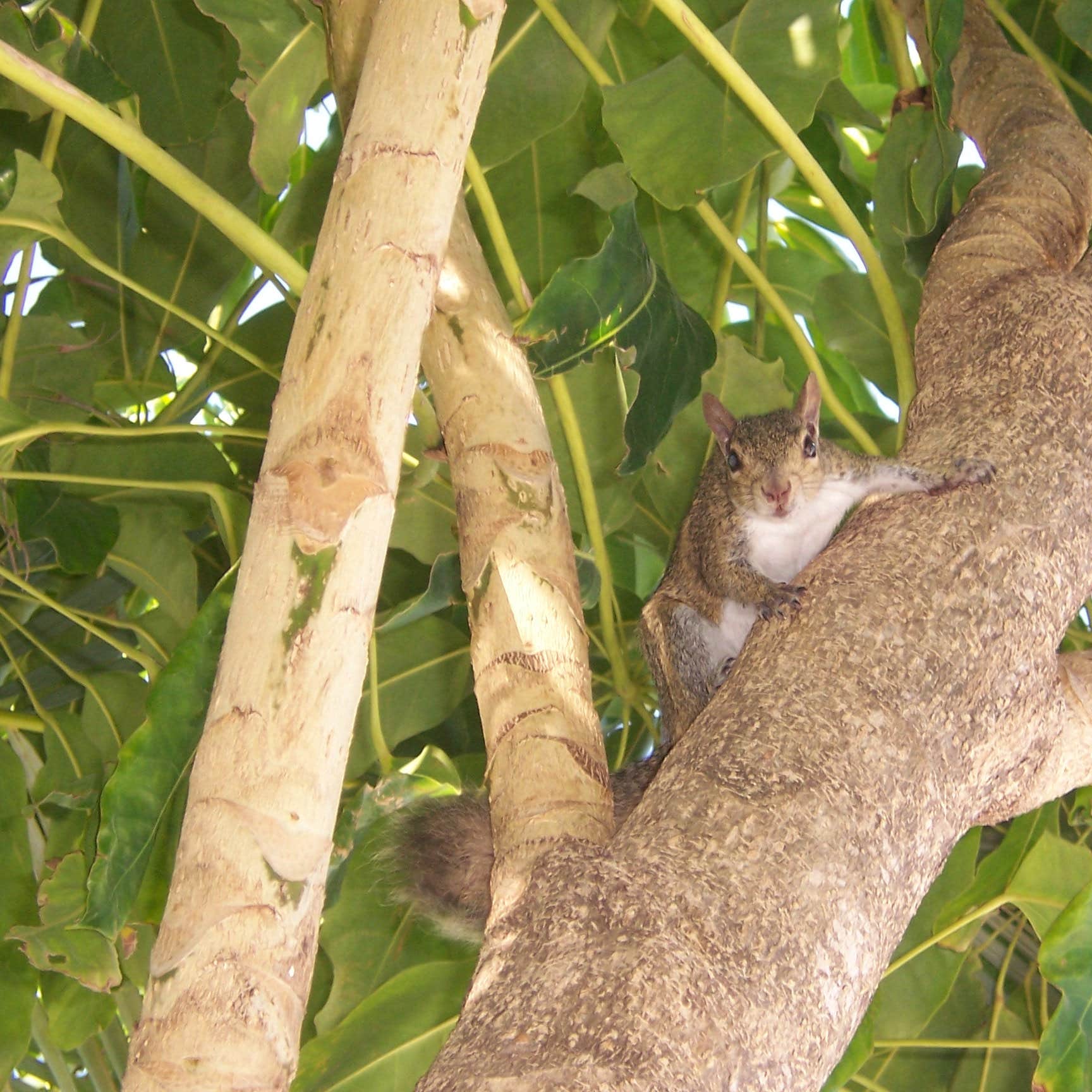 Highlands Hammock State Park Camping The Dyrt