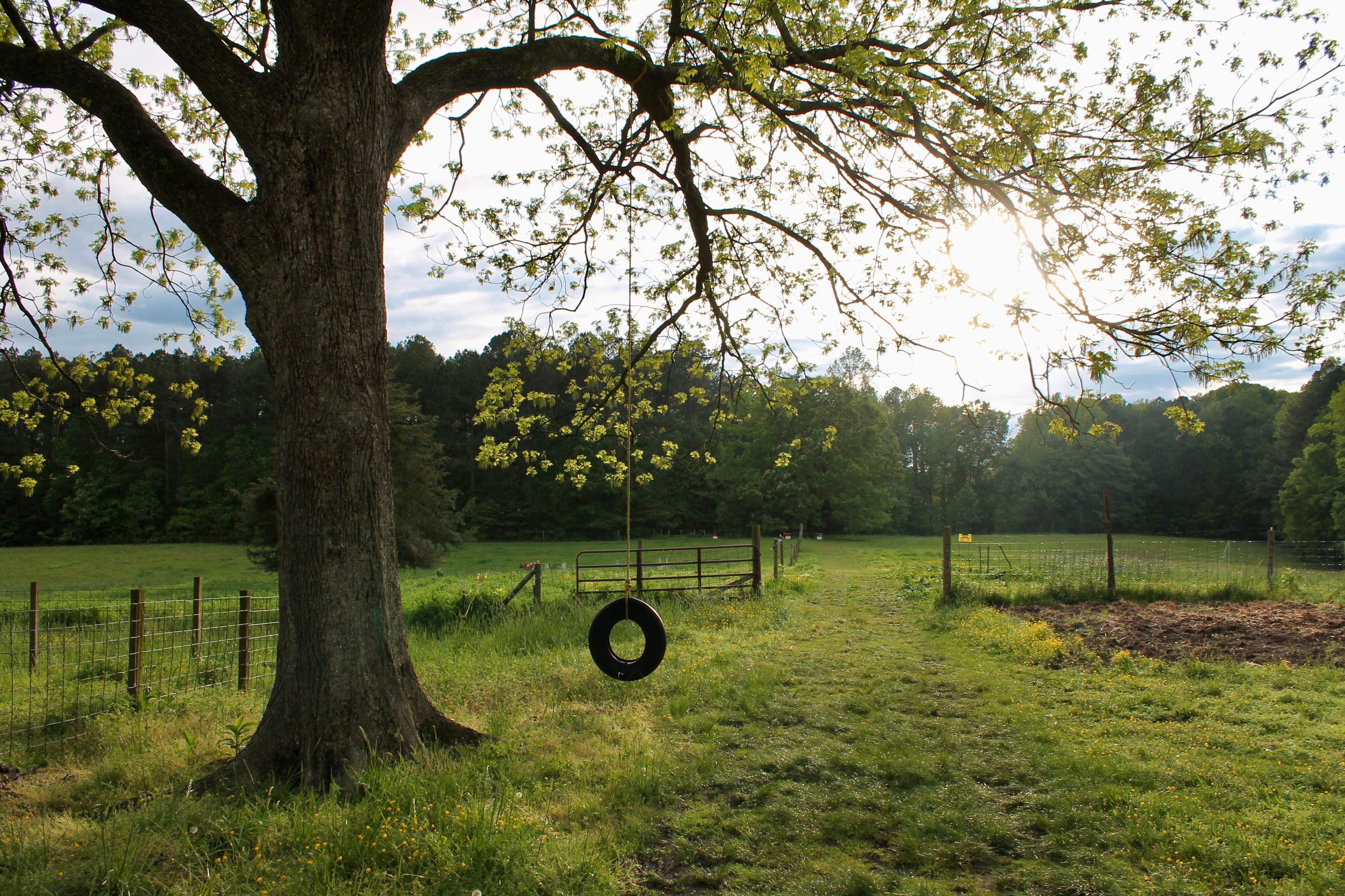 Camper submitted image from Misty Morning Sunrise Farm - Temporarily closed for camping - 2