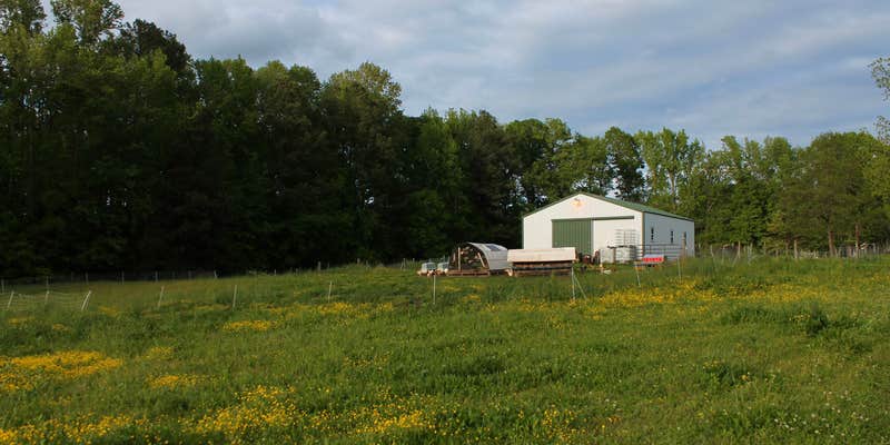 Camper submitted image from Misty Morning Sunrise Farm - Temporarily closed for camping