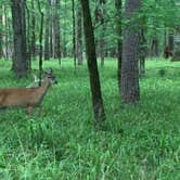 Review photo of Beavers Bend State Park Campground by Richard , June 2, 2019