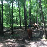 Review photo of Beavers Bend State Park Campground by Richard , June 2, 2019