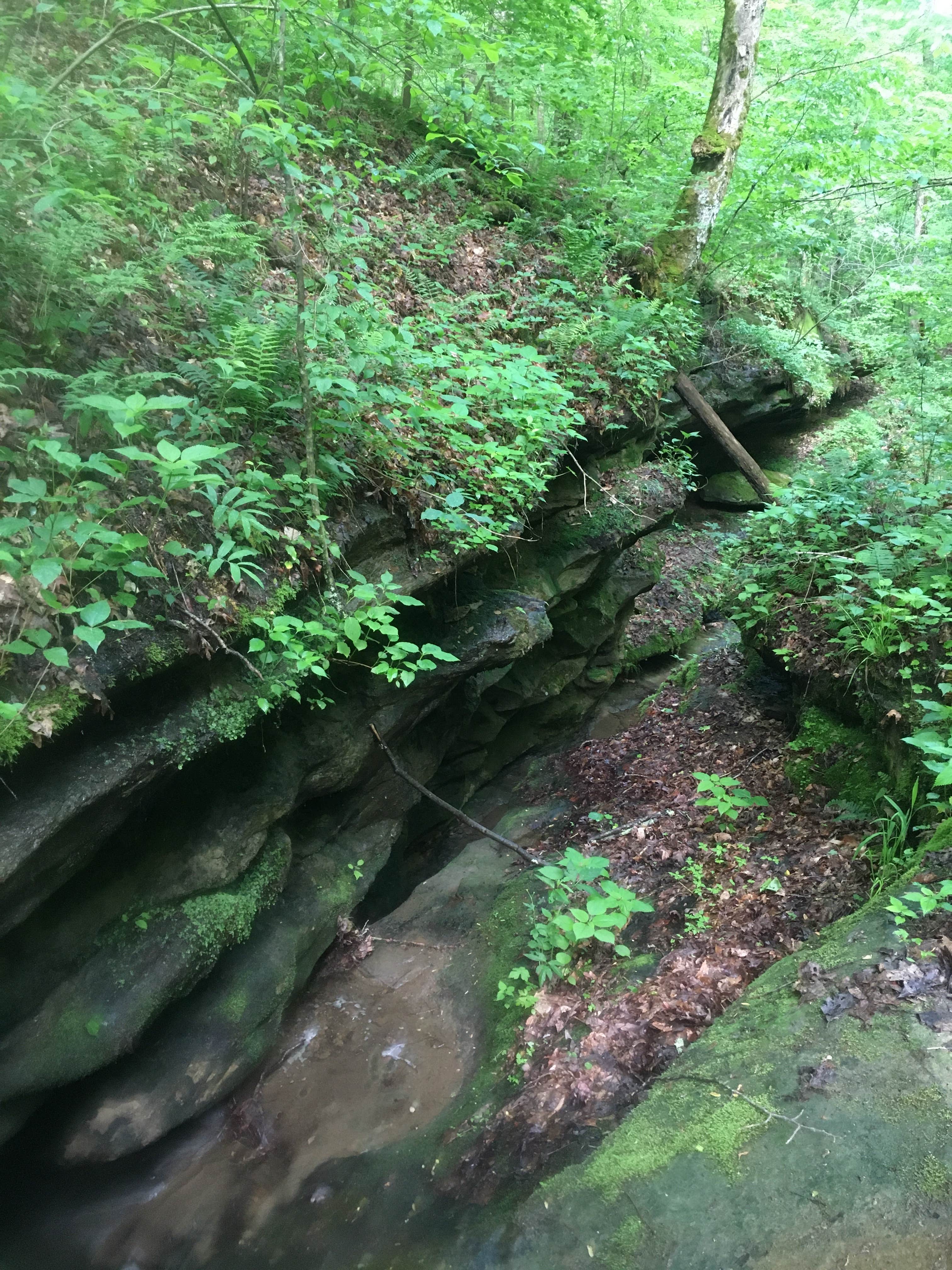 Zaleski State Forest The Dyrt