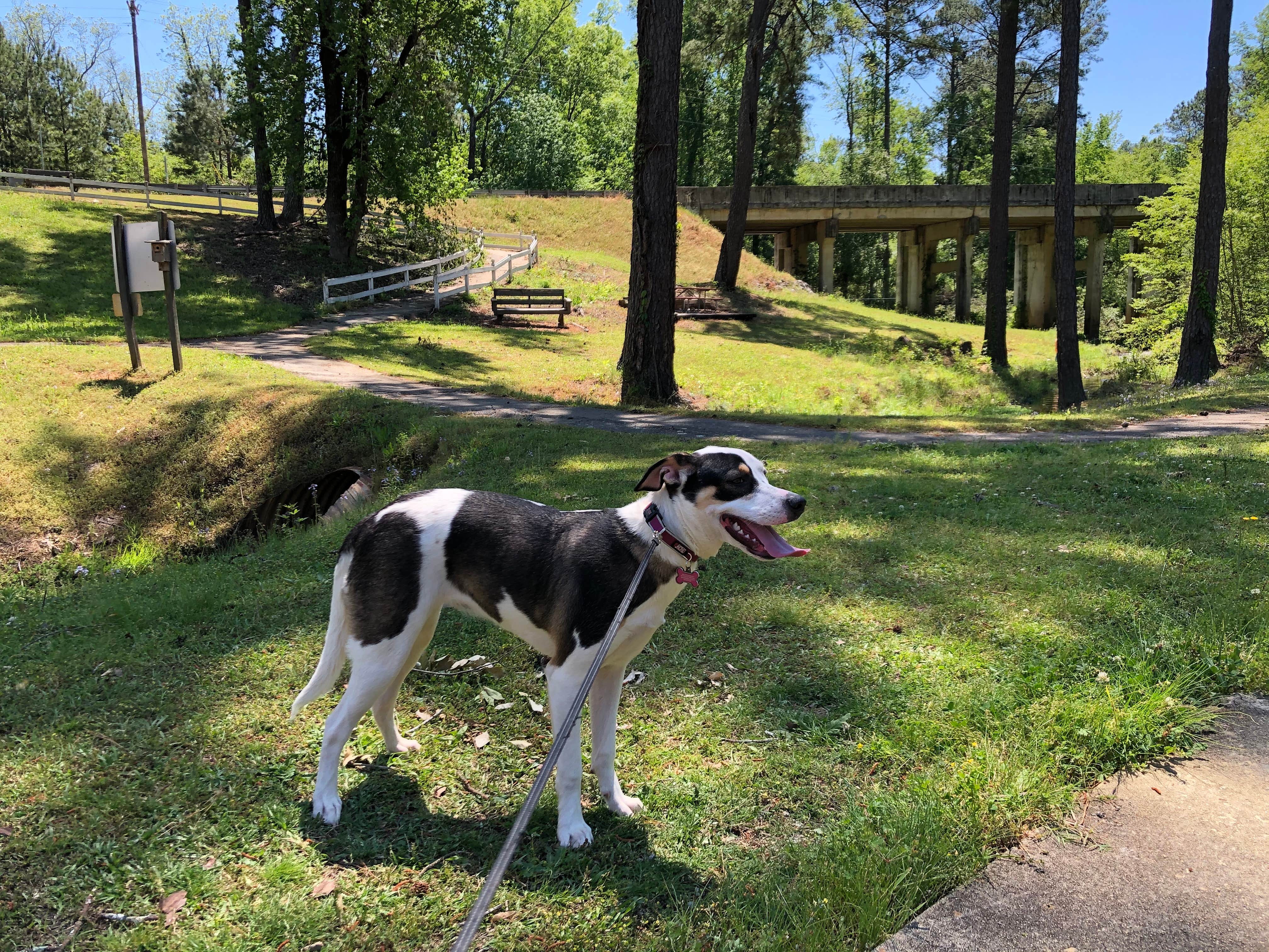 Sonyia W.'s photo of camping with pets at Hamburg State Park Campground near Mitchell, GA