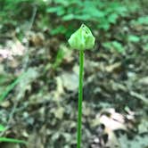 Review photo of A.W. Marion State Park Campground by Shannon G., June 2, 2020