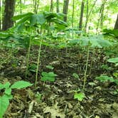 Review photo of A.W. Marion State Park Campground by Shannon G., June 2, 2020