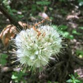 Review photo of A.W. Marion State Park Campground by Shannon G., June 2, 2020