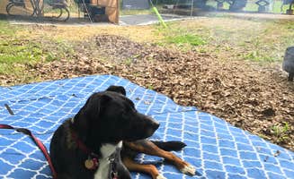 Shannon G.'s photo of camping with pets at A.W. Marion State Park Campground near Paint Creek Lake
