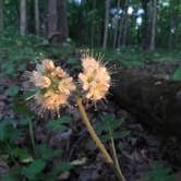 Review photo of A.W. Marion State Park Campground by Shannon G., June 2, 2020