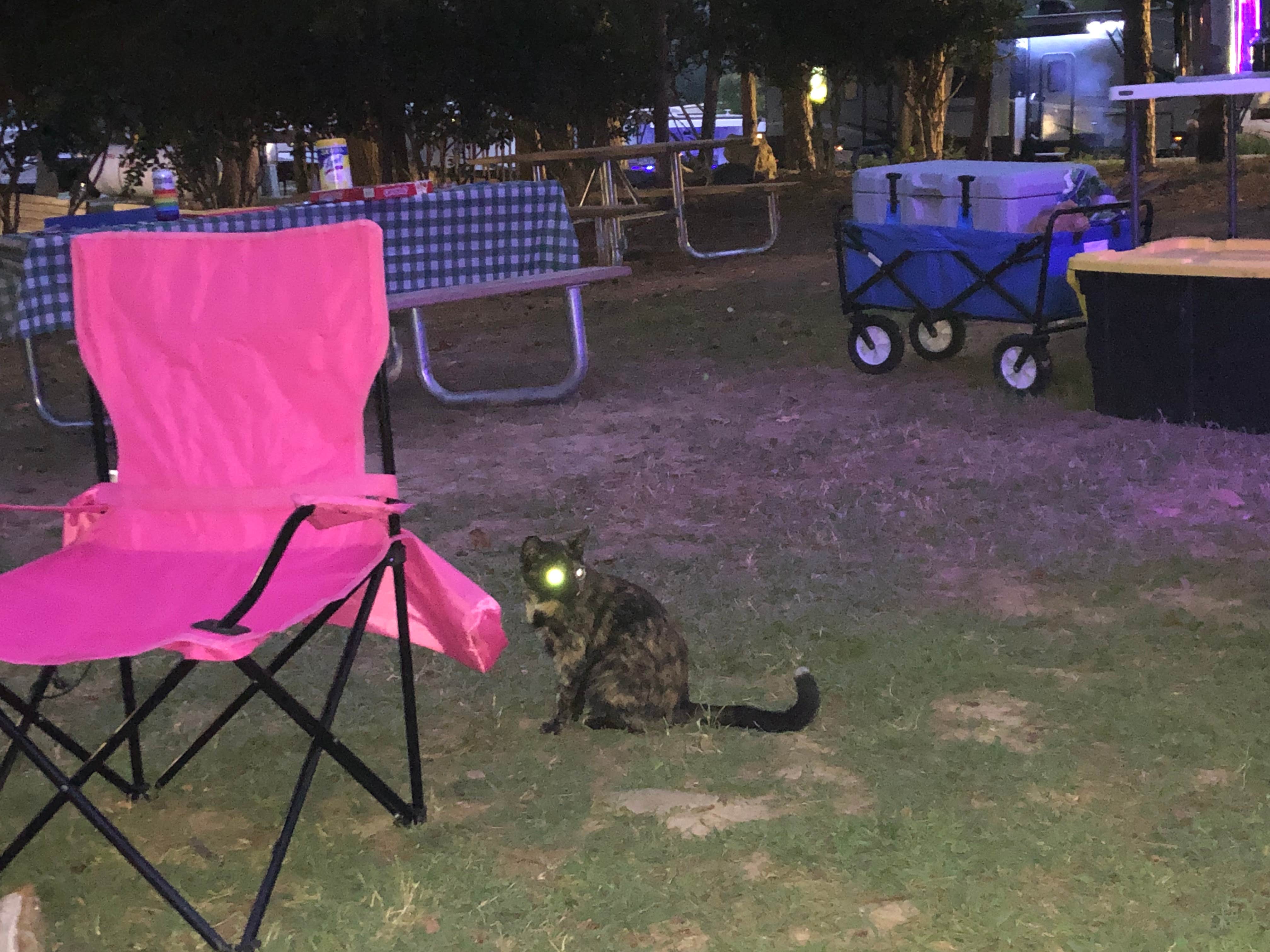 Sonyia W.'s photo of camping with pets at Raccoon Mountain Caverns and Campground near Chattanooga, TN
