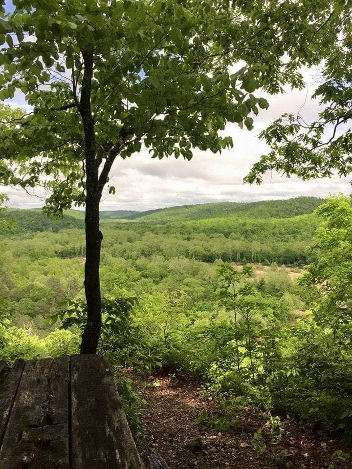 Camper submitted image from Sutton Bluff Recreation Area - 3