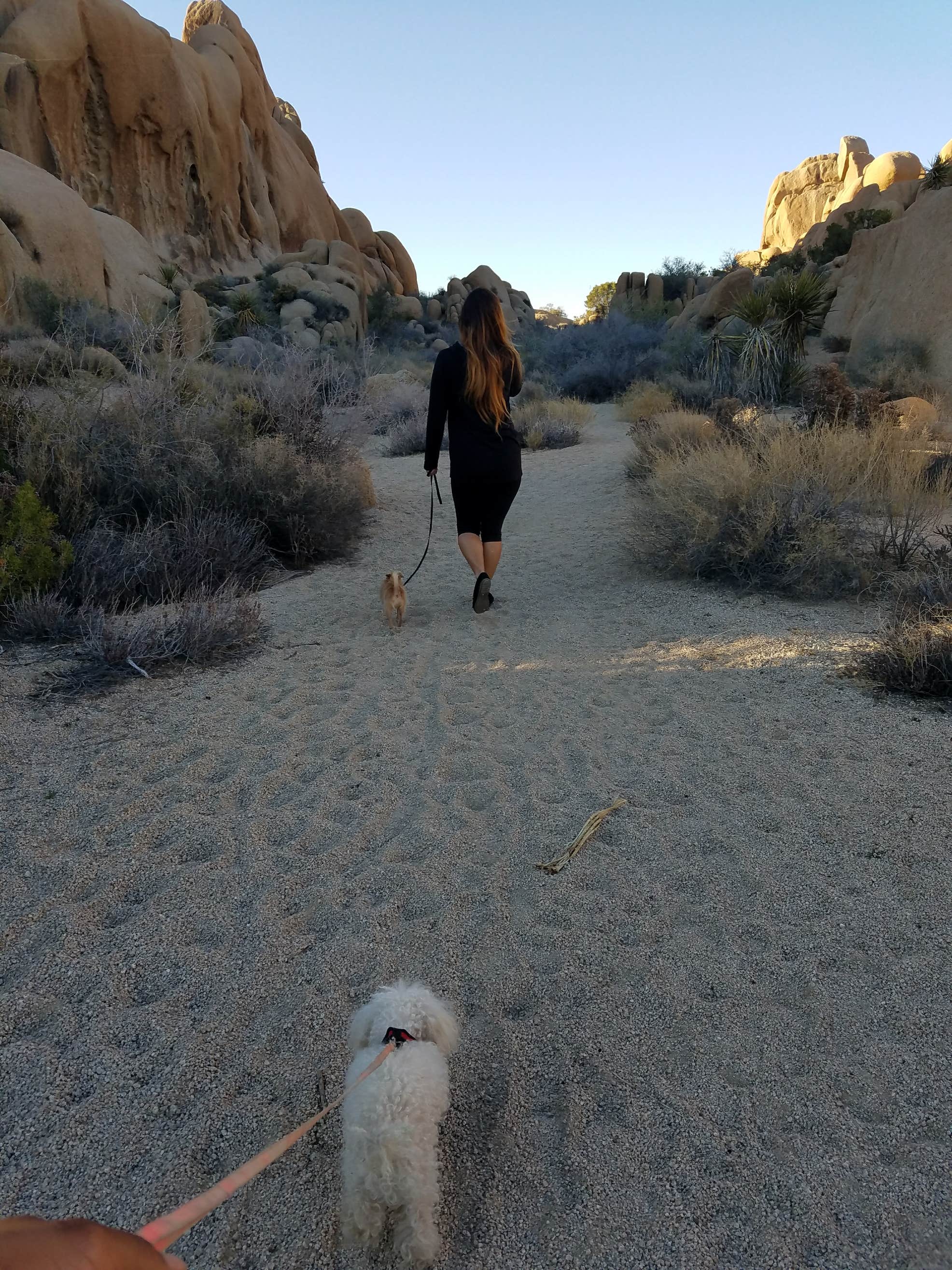 Jumbo Rocks Campground | The Dyrt