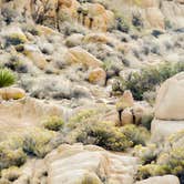 Review photo of Jumbo Rocks Campground — Joshua Tree National Park by David C., October 12, 2017