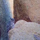 Review photo of Jumbo Rocks Campground — Joshua Tree National Park by David C., October 12, 2017