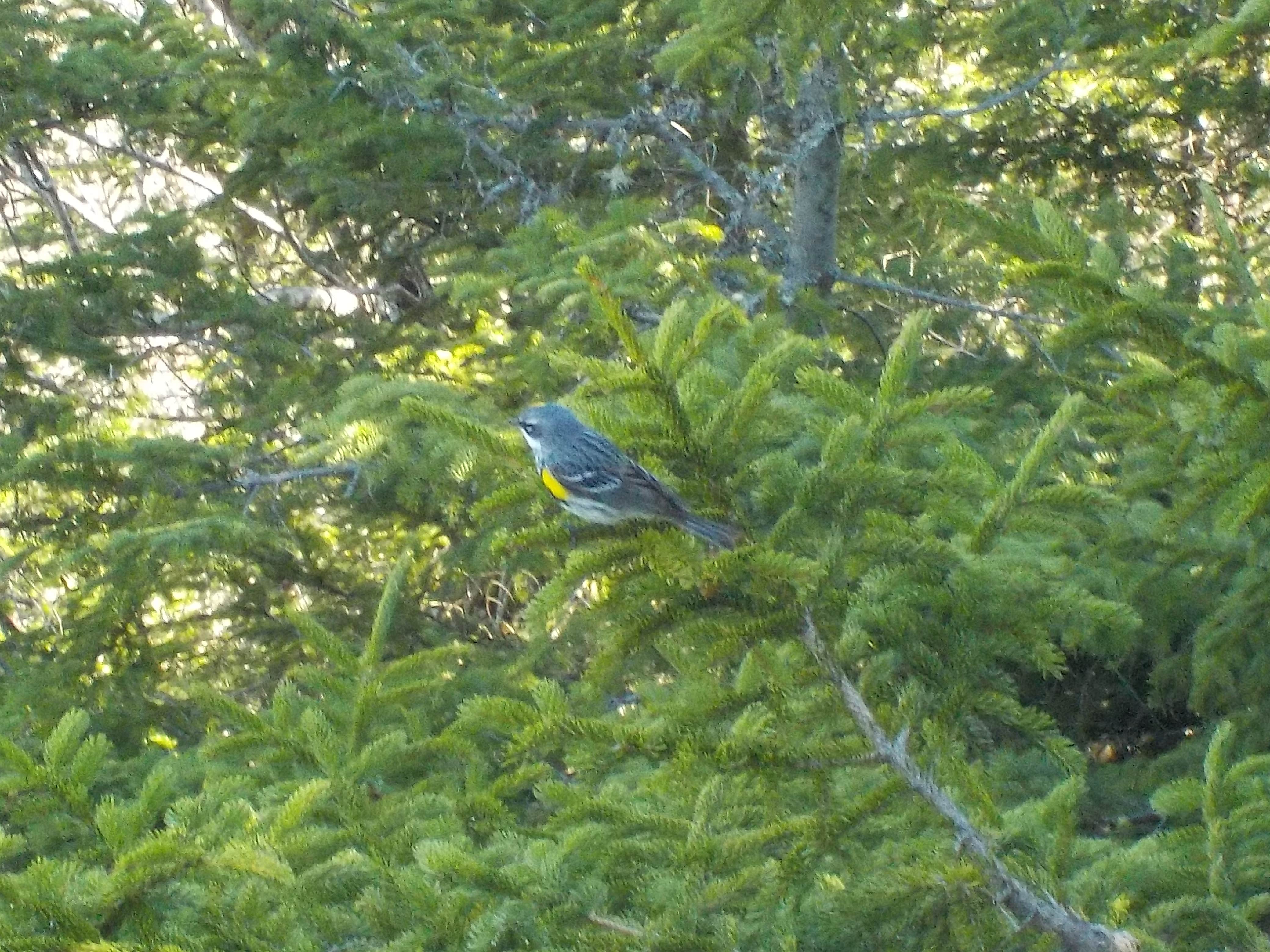 Camper-submitted photo at Rogers Ledge near Benton, NH