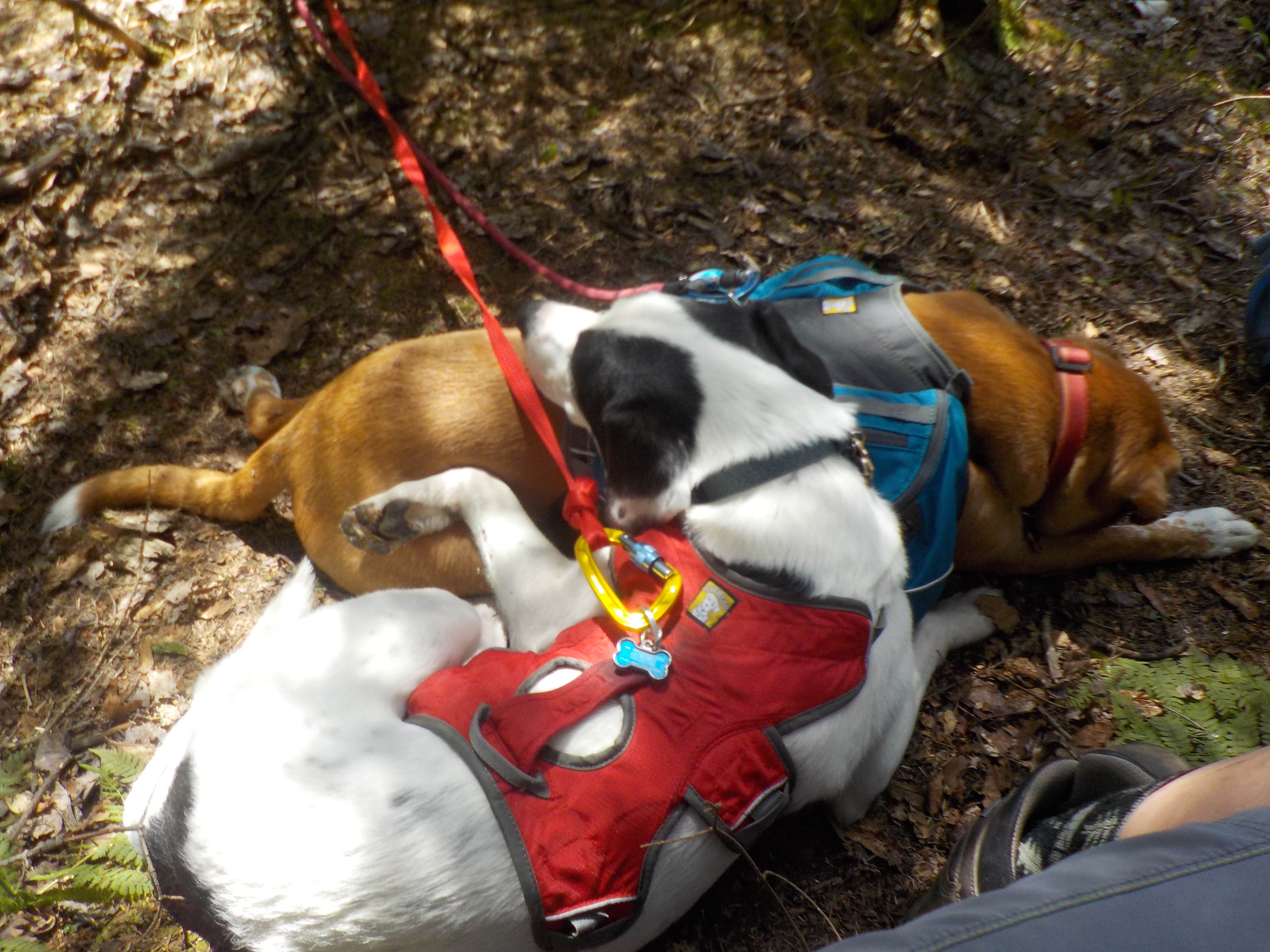 Camper-submitted photo at Rogers Ledge near Benton, NH