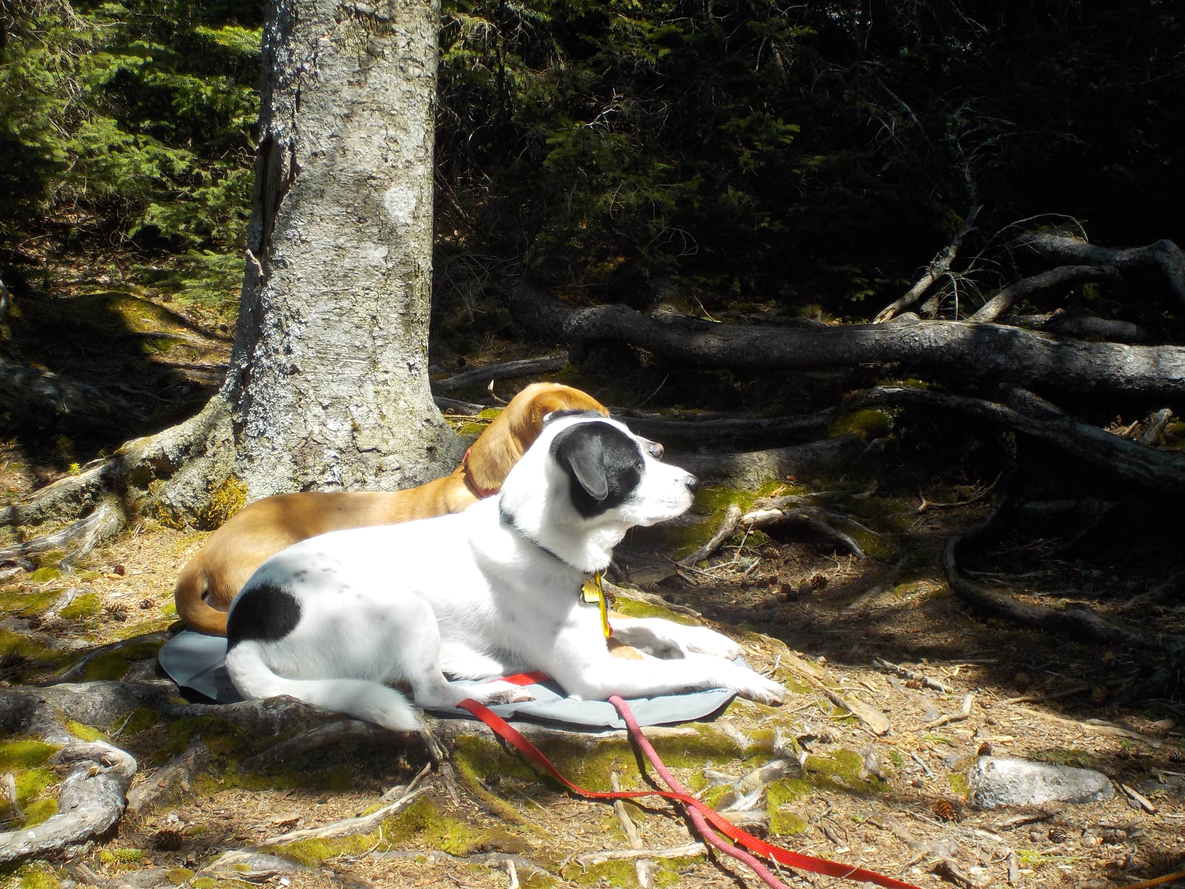 Camper-submitted photo at Unknown Pond near Island Pond, VT