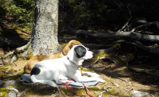 Sarah C.'s photo of camping with pets at Unknown Pond near Island Pond, VT