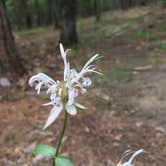 Review photo of McGee Creek State Park Campground by Richard , May 25, 2020