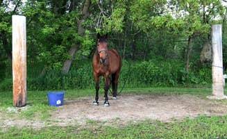 Jen M.'s photo of camping with a horse at Maple Springs Campground near Chatfield, MN