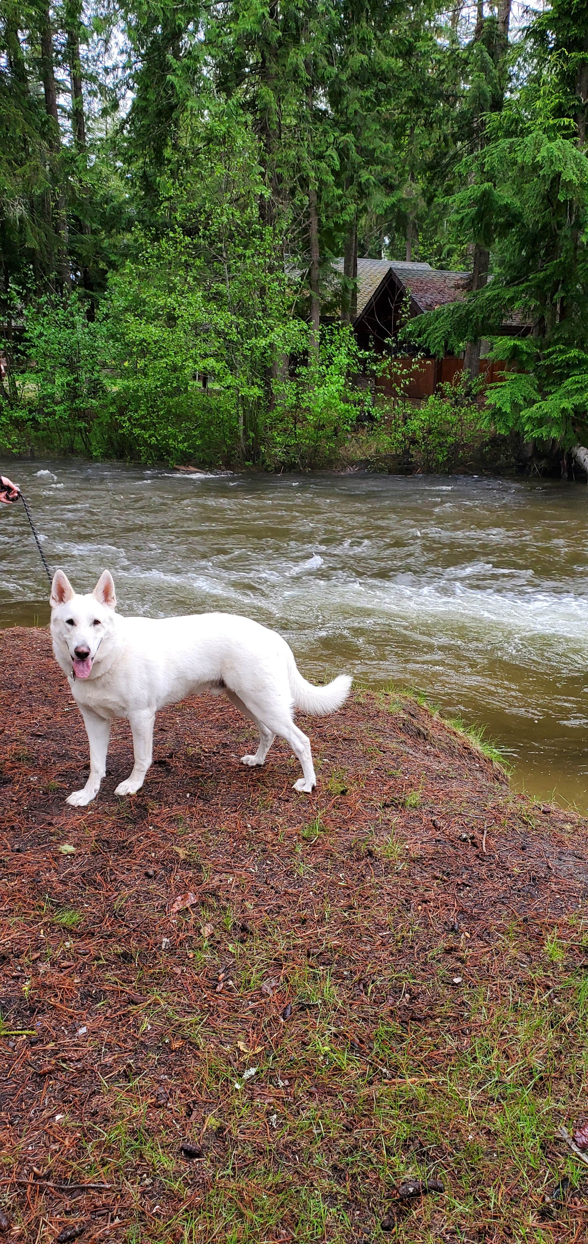 Camping near Outlet Campground: Indian Creek Campground — Priest Lake State Park, Nordman, Idaho