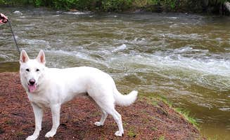 James R.'s photo of camping with pets at Indian Creek Campground — Priest Lake State Park near Cusick, WA