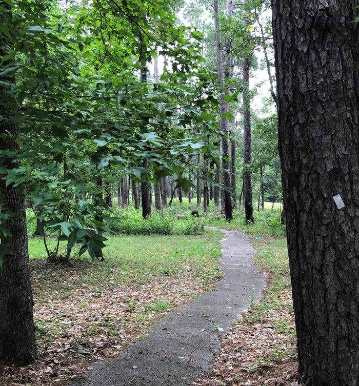 Cagle walking path



Walking path between the two campground loops

Credit: USFS