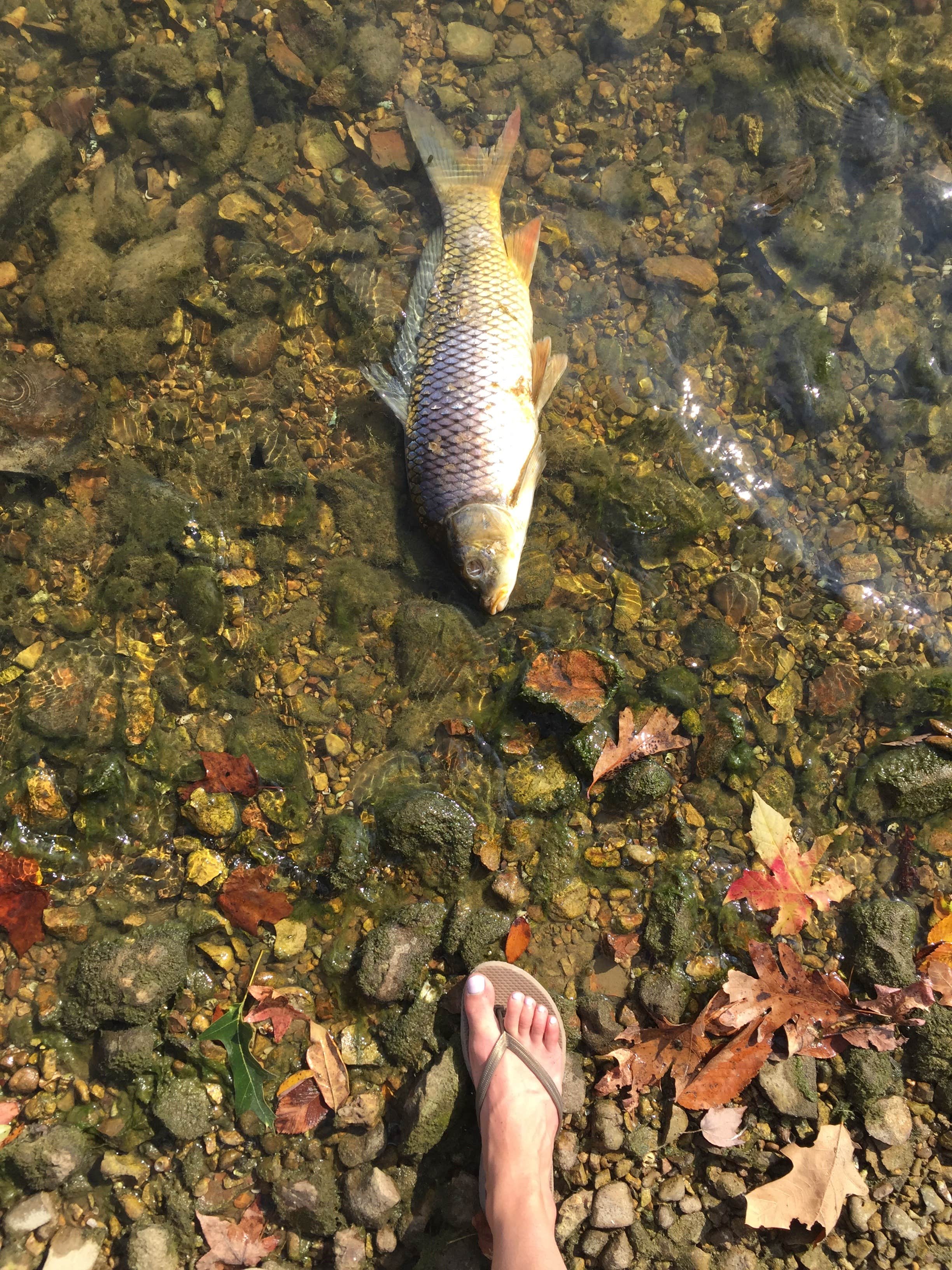 There were dead fish and cash everywhere which kind of weirded us out
