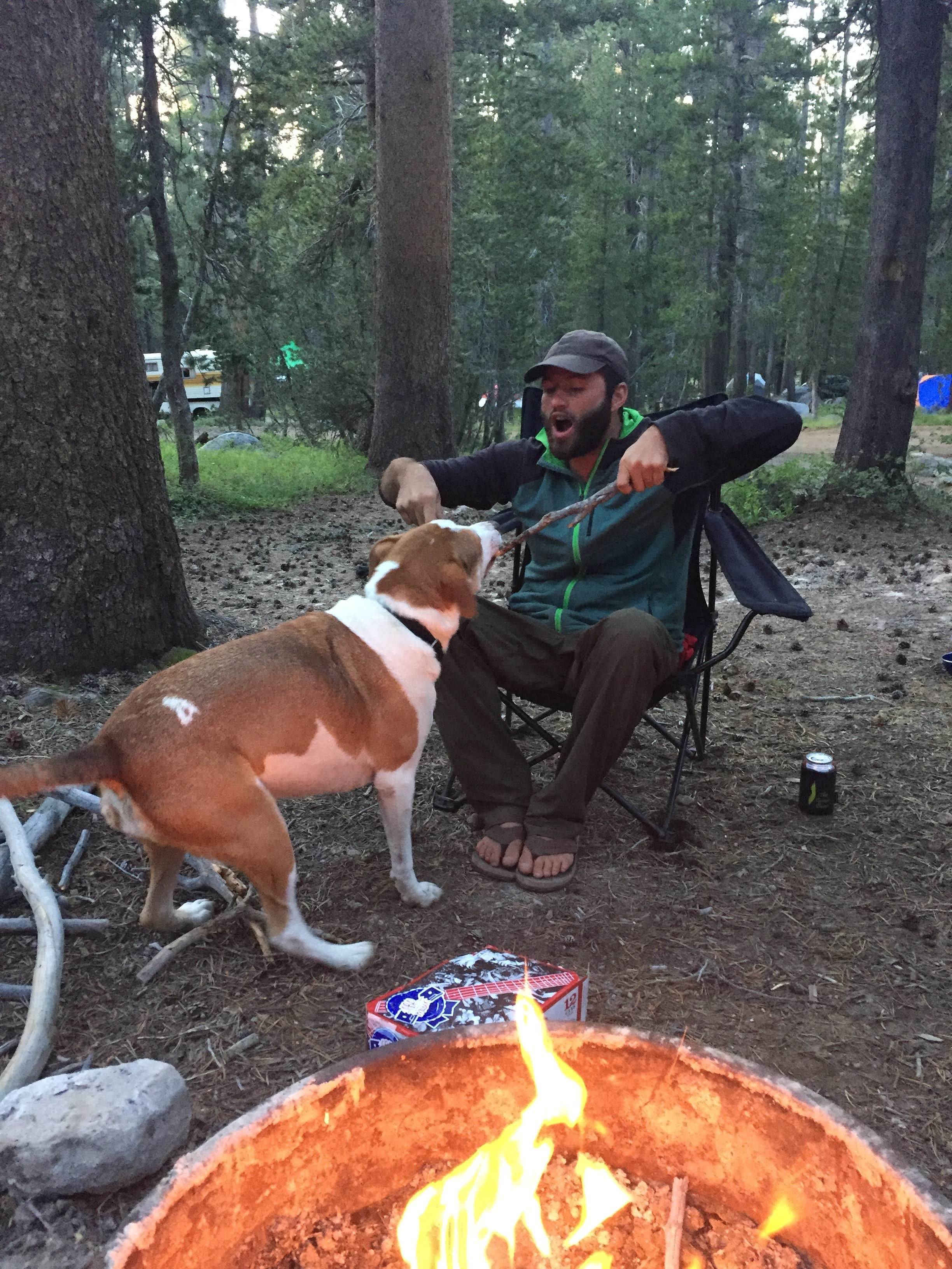 Daniel S.'s photo of camping with pets at Tuolumne Meadows Campground — Yosemite National Park near Yosemite Valley, CA