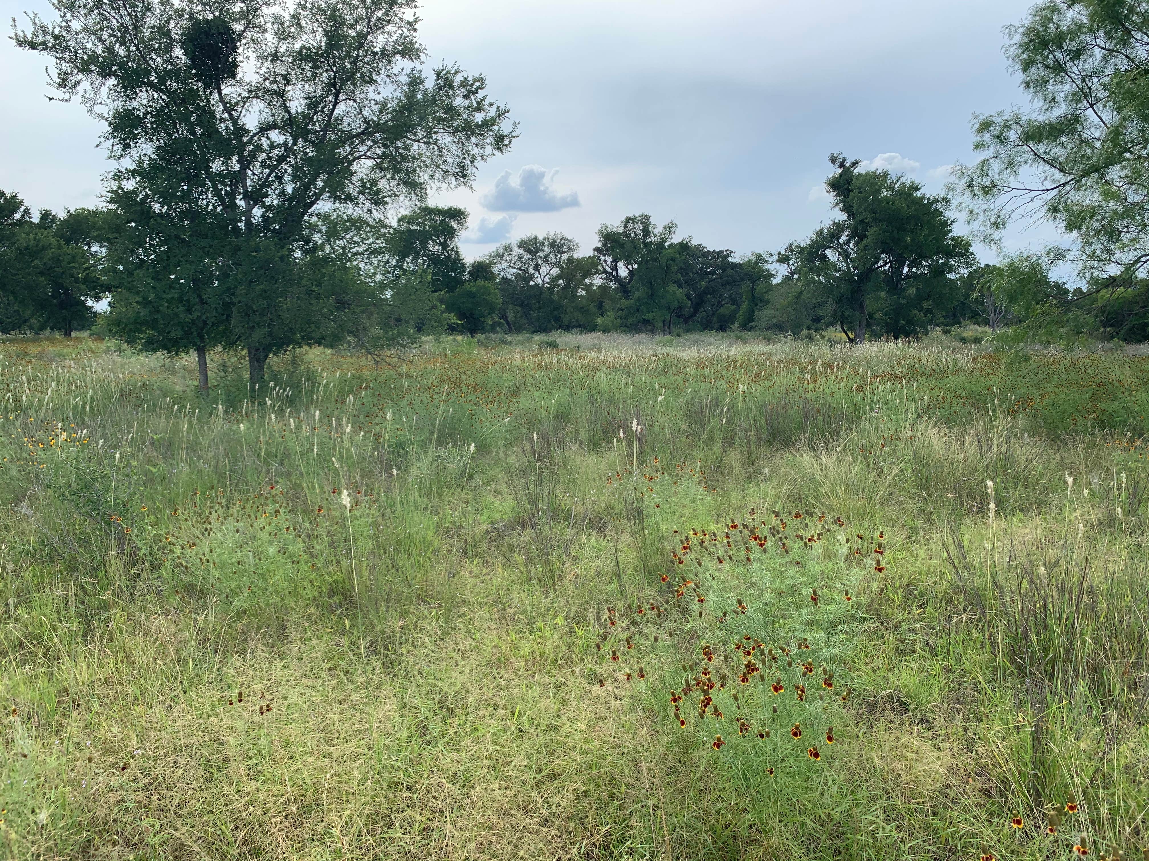 Camper-submitted photo at Muleshoe Bend Recreation Area near Marble Falls, TX