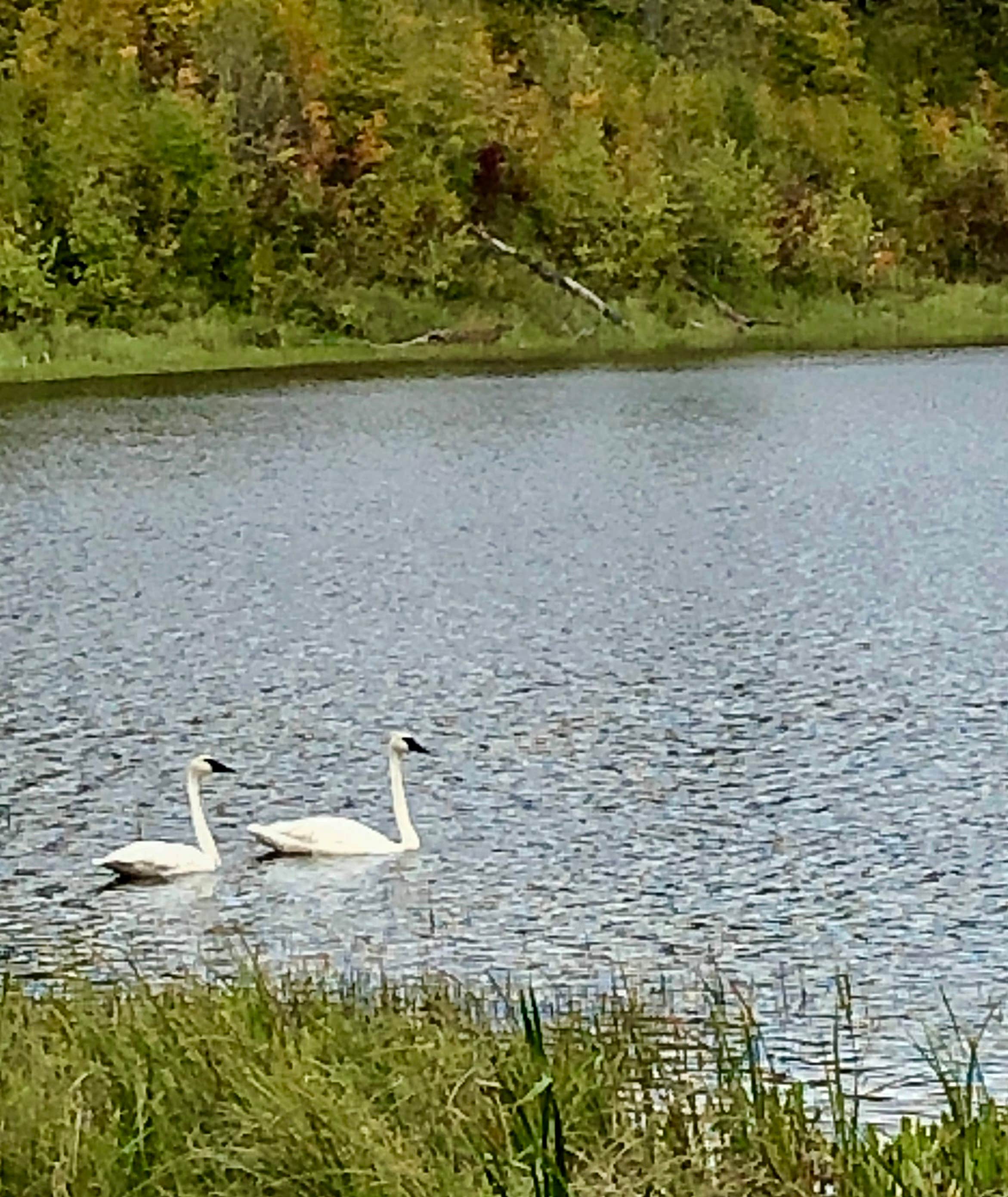 Camper-submitted photo at Gulch Lake near Cass Lake, MN