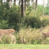 Review photo of Stephen C. Foster State Park Campground by B M., June 3, 2020