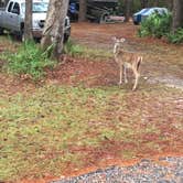 Review photo of Stephen C. Foster State Park Campground by B M., June 3, 2020